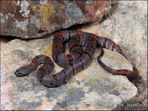 Wildcaught Female Aug 2010