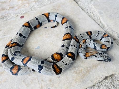 WC Female